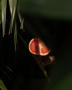 Fig at Malcha Delhi